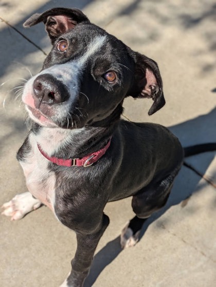 Shelter Stray Male Dog last seen Near Laney Dr, Longview, City of, TX, 303 H G Mosley Pkwy, Longview, TX 75604, USA