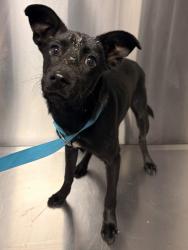 Shelter Stray Male Dog last seen Bethel Ave & W Kern St, Kingsburg Zone Fresno CO 3 93631, CA, 1510 W Dan Ronquillo Dr, Fresno, CA 93706, USA