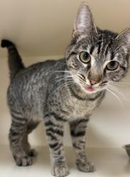 Shelter Stray Female Cat last seen Near Flat Shoals Rd, Decatur, GA 30034, 30034, GA, 3280 Chamblee Dunwoody Rd, Chamblee, GA 30341, USA