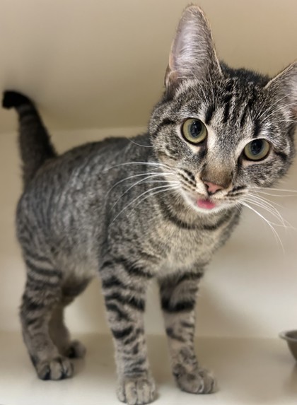 Shelter Stray Female Cat last seen Near Flat Shoals Rd, Decatur, GA 30034, 30034, GA, 3280 Chamblee Dunwoody Rd, Chamblee, GA 30341, USA