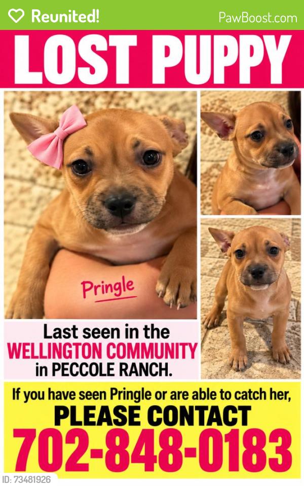 Reunited Female Dog last seen Las Vegas, NV, USA, Las Vegas, NV 89101