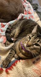 Lost Male Cat last seen Middlebrook pike, Knoxville, TN 37923