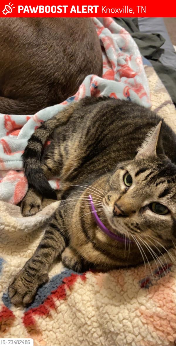 Lost Male Cat last seen Middlebrook pike, Knoxville, TN 37923