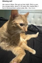 Reunited Female Cat last seen Near Spring Ave NE, Canton, OH 44714, USA, Canton, OH 44714