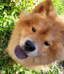 Found/Stray Unknown Dog last seen Along the creek, San Antonio, TX 78238