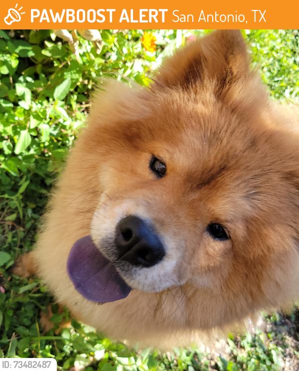 Found/Stray Unknown Dog last seen Along the creek, San Antonio, TX 78238