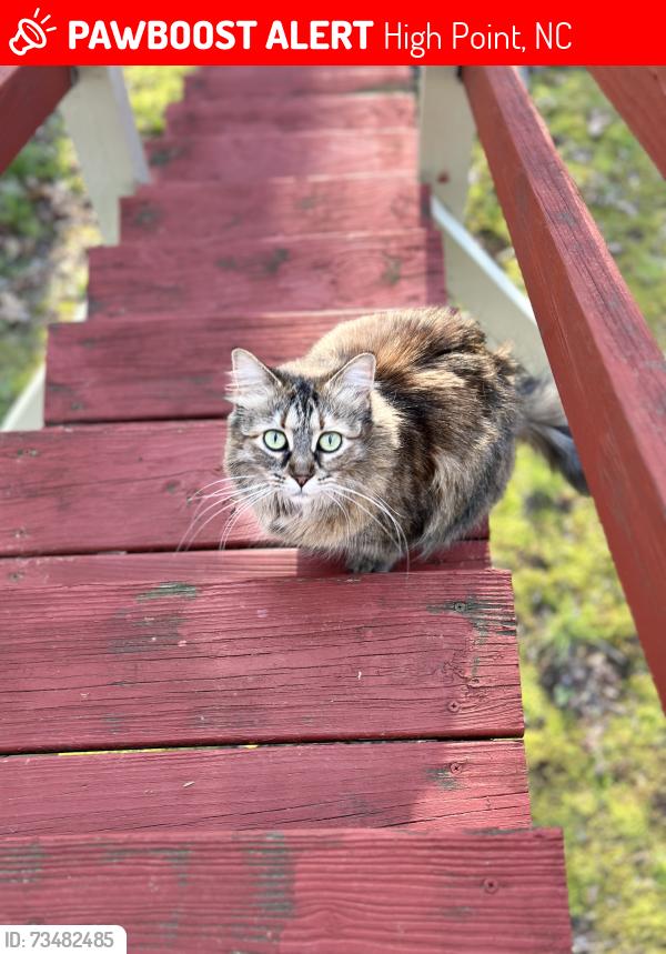 Lost Female Cat last seen Westchester Dr. High Point NC, High Point, NC 27262