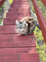 Lost Female Cat last seen Westchester Dr. High Point NC, High Point, NC 27262
