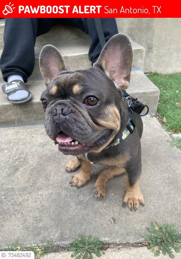 Lost Male Dog last seen Martin Luther king street, San Antonio, TX 78207