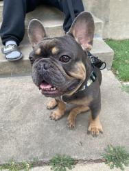 Lost Male Dog last seen Martin Luther king street, San Antonio, TX 78207