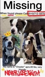 Reunited Male Dog last seen Near Euclid Ave, Oakland, CA 94610, USA, Oakland, CA 94610