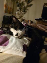 Reunited Male Cat last seen Lamp Lighter Ct and Timberlake Drive, Azle, TX 76020