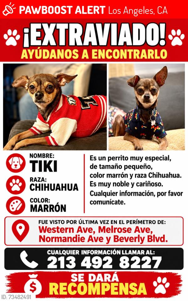 Lost Male Dog last seen Wester ave y melrose ave, Los Angeles, CA 90047