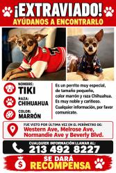 Lost Male Dog last seen Wester ave y melrose ave, Los Angeles, CA 90047