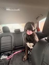 Found/Stray Unknown Dog last seen 29th street n, St. Petersburg, FL 33710