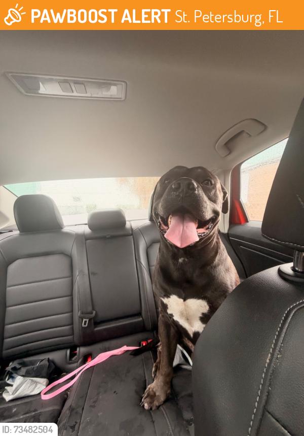Found/Stray Unknown Dog last seen 29th street n, St. Petersburg, FL 33710