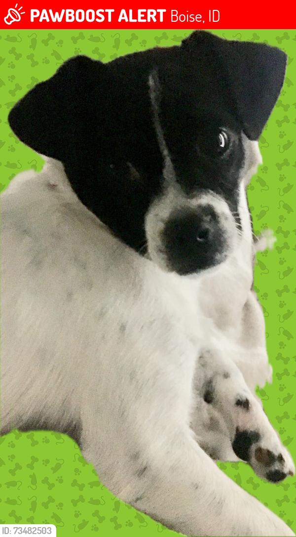Lost Male Dog last seen Franklin and maple grove, Boise, ID 83709