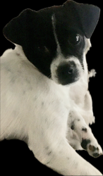 Lost Male Dog last seen Franklin and maple grove, Boise, ID 83709