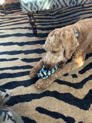Reunited Male Dog last seen Candler, Burleson, TX 76028