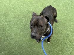 Shelter Stray Male Dog last seen E 167th Street, BRONX, NY, 10452, 326 E 110th St, New York, NY 10029, USA