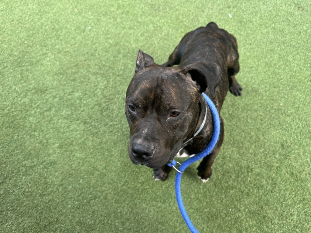 Shelter Stray Male Dog last seen E 167th Street, BRONX, NY, 10452, 326 E 110th St, New York, NY 10029, USA