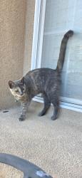 Lost Female Cat last seen Proctor valley road, Chula Vista, CA 91914