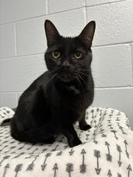 Shelter Stray Male Cat last seen Apt 19,330 N 800 W, SALT LAKE CITY, UT, 84116, 511 W 3900 S, Salt Lake City, UT 84123, USA