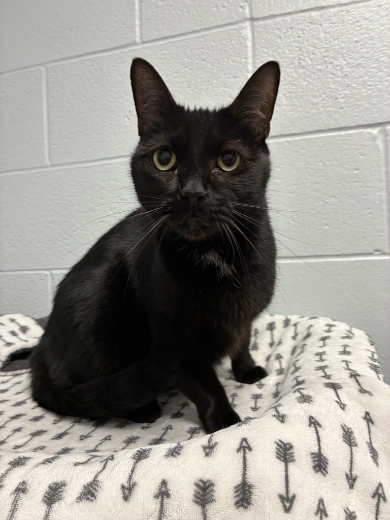 Shelter Stray Male Cat last seen Apt 19,330 N 800 W, SALT LAKE CITY, UT, 84116, 511 W 3900 S, Salt Lake City, UT 84123, USA