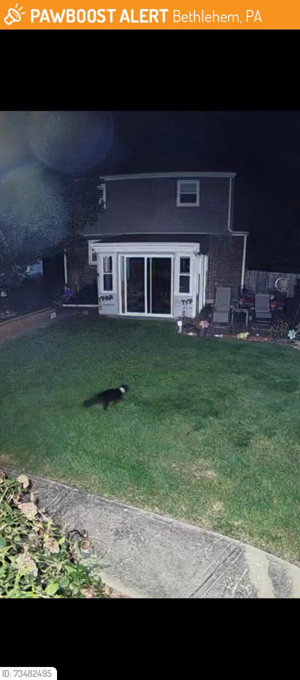 Found/Stray Female Cat last seen Walters street & Carlisle Street, Bethlehem, PA 18017