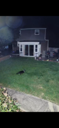 Found/Stray Female Cat last seen Walters street & Carlisle Street, Bethlehem, PA 18017