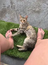 Reunited Female Cat last seen Tampa Rd and Forest Lakes Blvd, Oldsmar, FL 34677