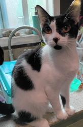 Lost Female Cat last seen Main Street, oakley, Ca, Oakley, CA 94561