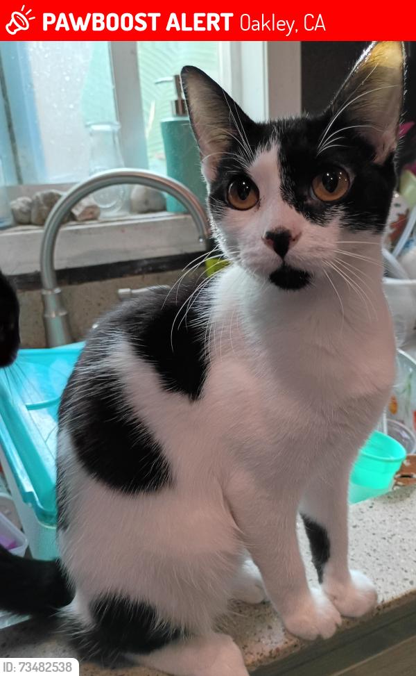 Lost Female Cat last seen Main Street, oakley, Ca, Oakley, CA 94561