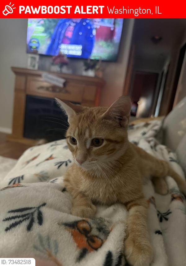 Lost Female Cat last seen Briargate and rosewood in Sunnyland, by John l Hensley school, Washington, IL 61571