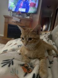 Lost Female Cat last seen Briargate and rosewood in Sunnyland, by John l Hensley school, Washington, IL 61571