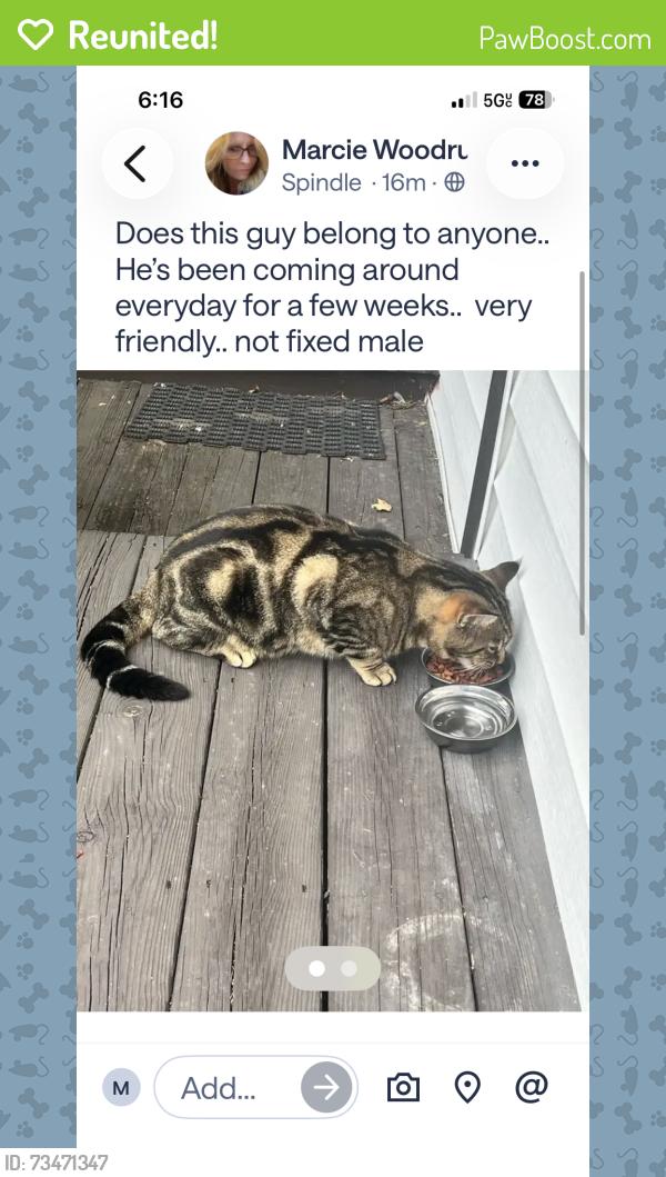 Reunited Male Cat last seen Residential area, Wolcott, CT 06716