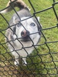 Found/Stray Unknown Dog last seen John Deere, Simpsonville, SC 29681