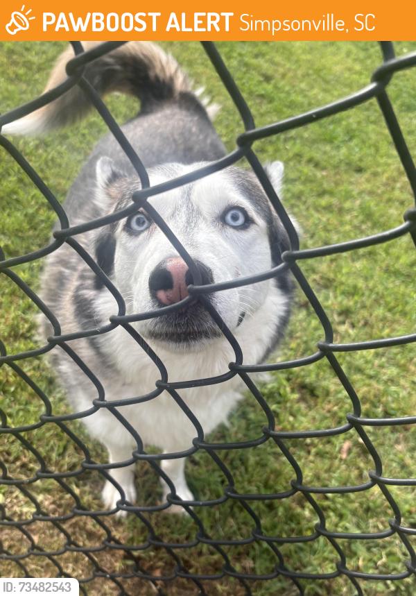 Found/Stray Unknown Dog last seen John Deere, Simpsonville, SC 29681