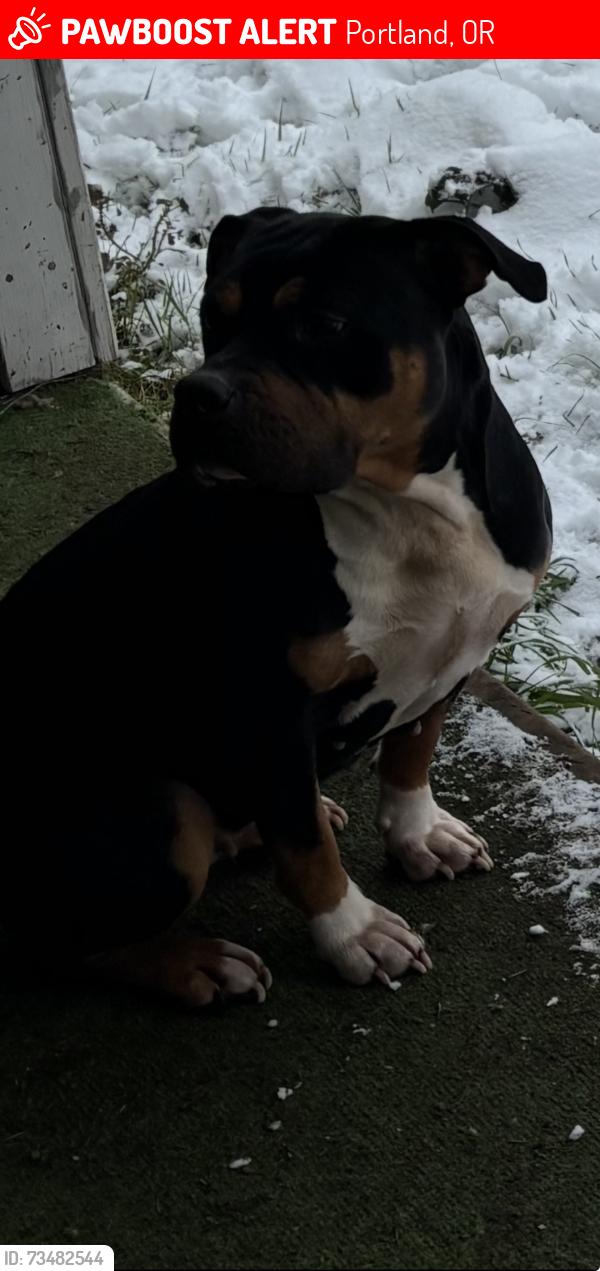 Lost Female Dog last seen 82nd flavel, Portland, OR 97206