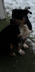 Lost Female Dog last seen 82nd flavel, Portland, OR 97206