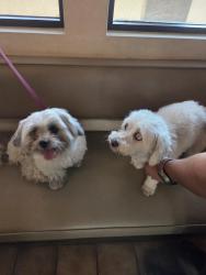 Reunited Female Dog last seen 43rd Ave Animal hosp, Glendale, AZ 85304