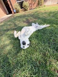 Found/Stray Male Dog last seen In Whitehouse near Clearview dr, Whitehouse, TX 75791