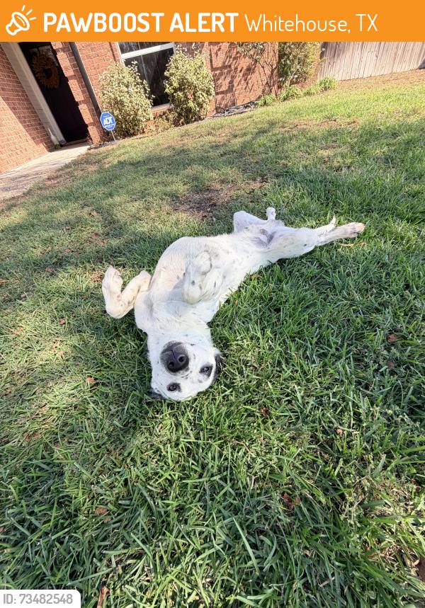Found/Stray Male Dog last seen In Whitehouse near Clearview dr, Whitehouse, TX 75791