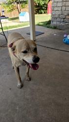 Found/Stray Male Dog last seen Mays, Round Rock, TX 78664
