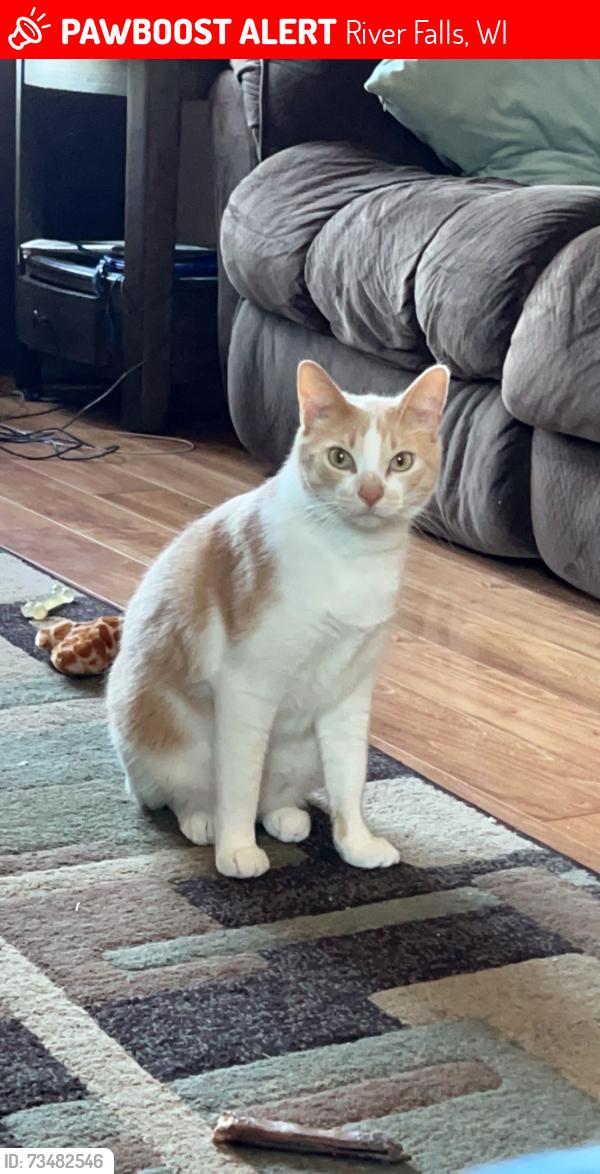 Lost Male Cat last seen by white pathway and culver’s, River Falls, WI 54022