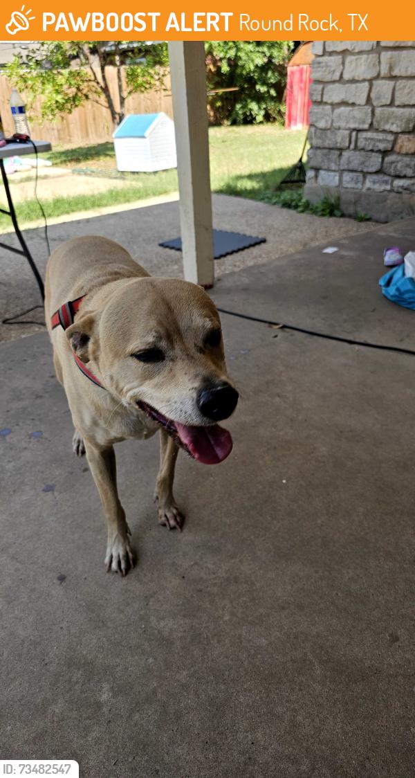Found/Stray Male Dog last seen Mays, Round Rock, TX 78664