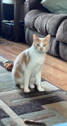 Lost Male Cat last seen by white pathway and culver’s, River Falls, WI 54022