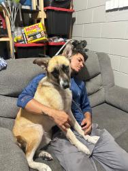 Reunited Female Dog last seen Near harlow blvd Jacksonville Fl 32210, Jacksonville, FL 32210