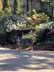 Found/Stray Unknown Dog last seen 89th and Sandusky (91st and Yale), Tulsa, OK 74137
