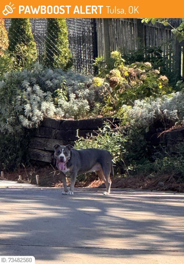 Found/Stray Unknown Dog last seen 89th and Sandusky (91st and Yale), Tulsa, OK 74137